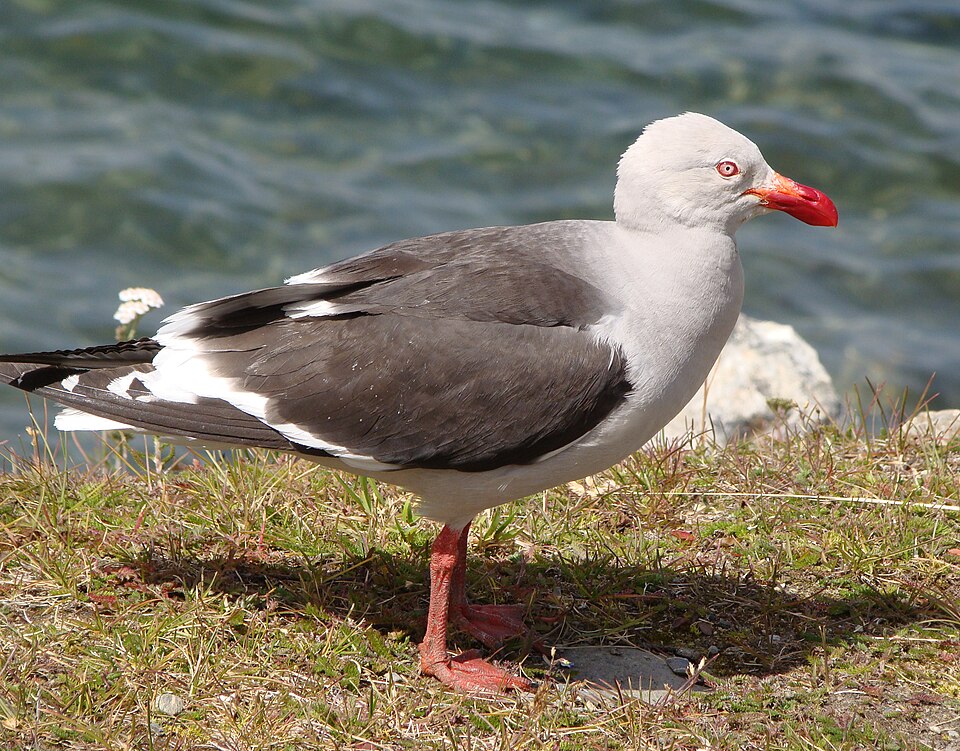 Dolphin Gull