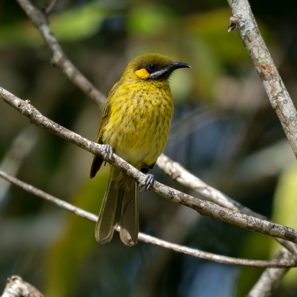 Yellow-eared Honeyeater