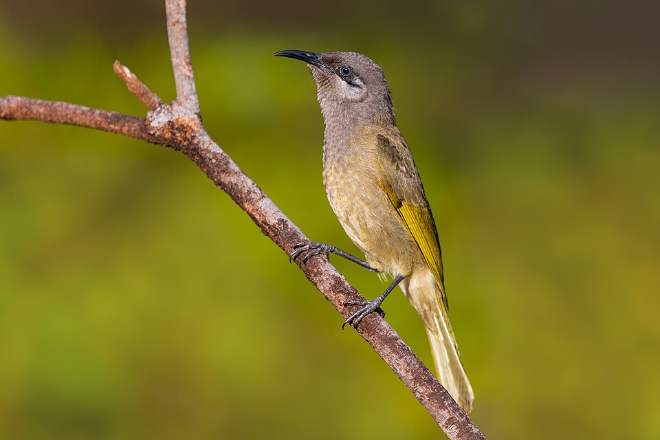 Dark-brown Honeyeater