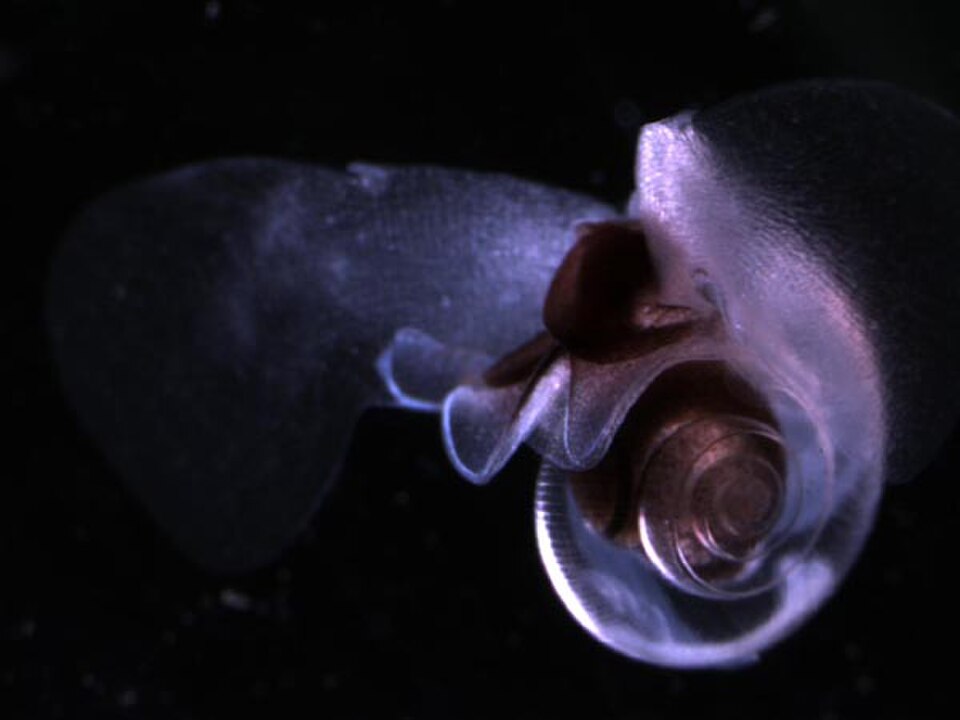 helicid pteropod