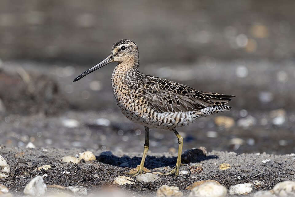 Short-billed Dowitcher