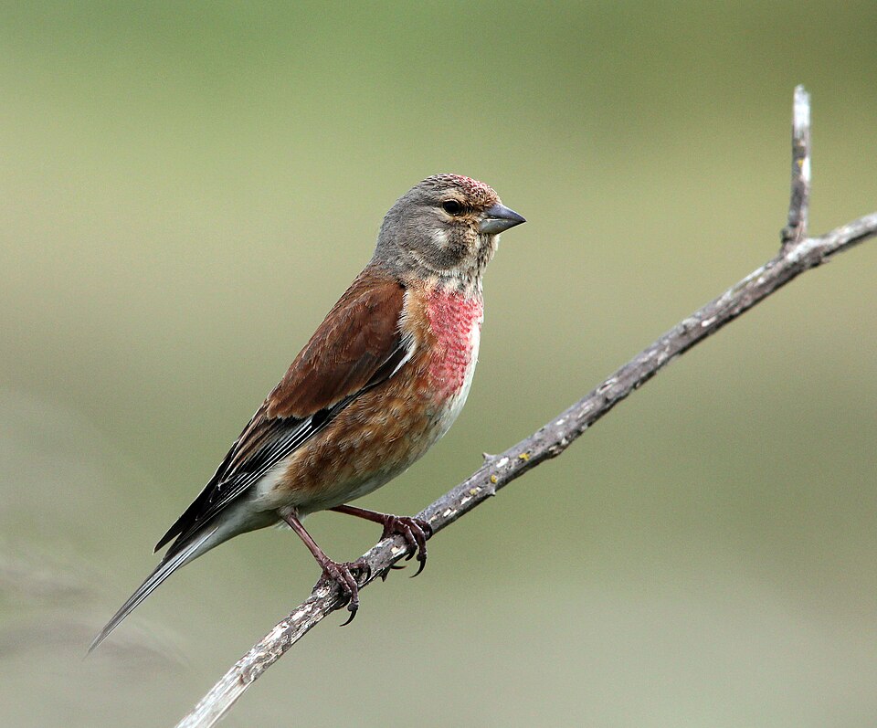 Eurasian Linnet