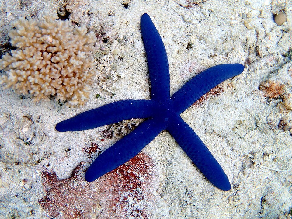 azure sea star