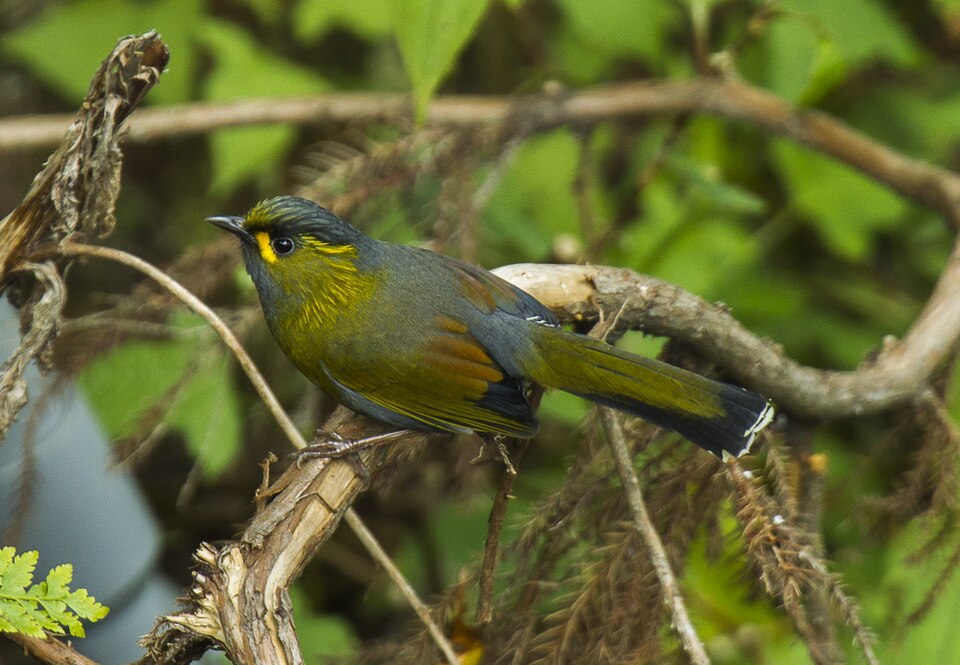 Steere's Liocichla