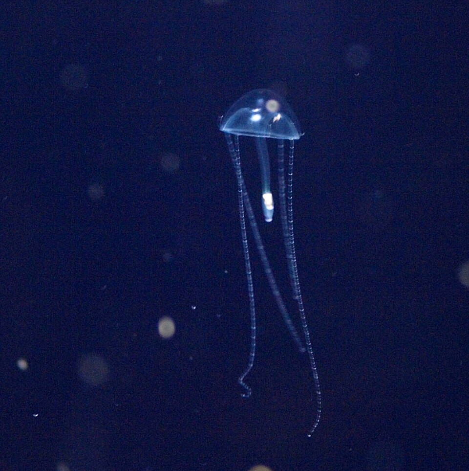 Jewel Jelly
