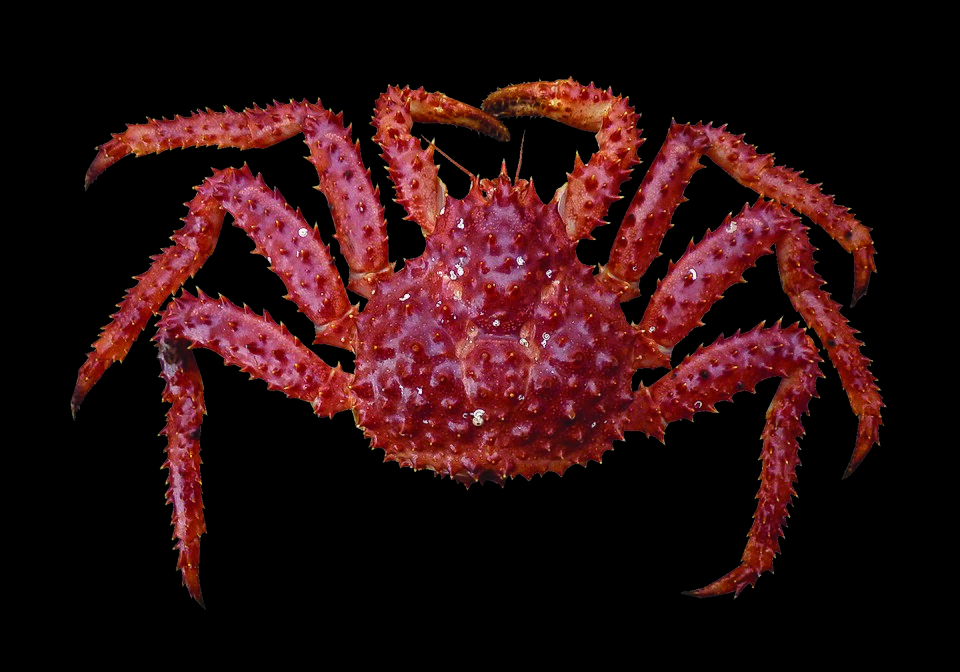Southern king crab