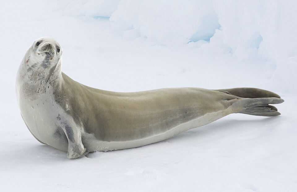 crabeater seal