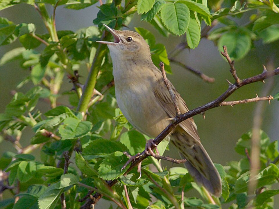 Common Grasshopper-Warbler
