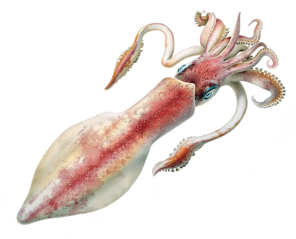 veined squid