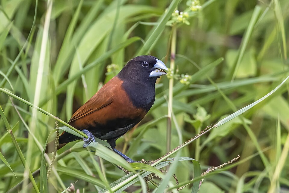 Chestnut Munia