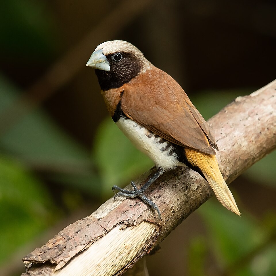 Chestnut-breasted Munia