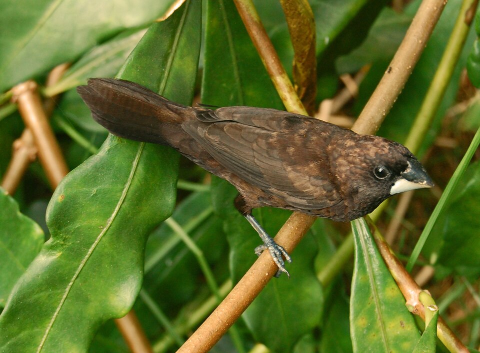 Dusky Munia