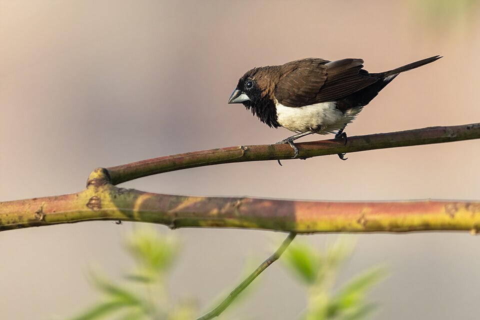 Javan Munia