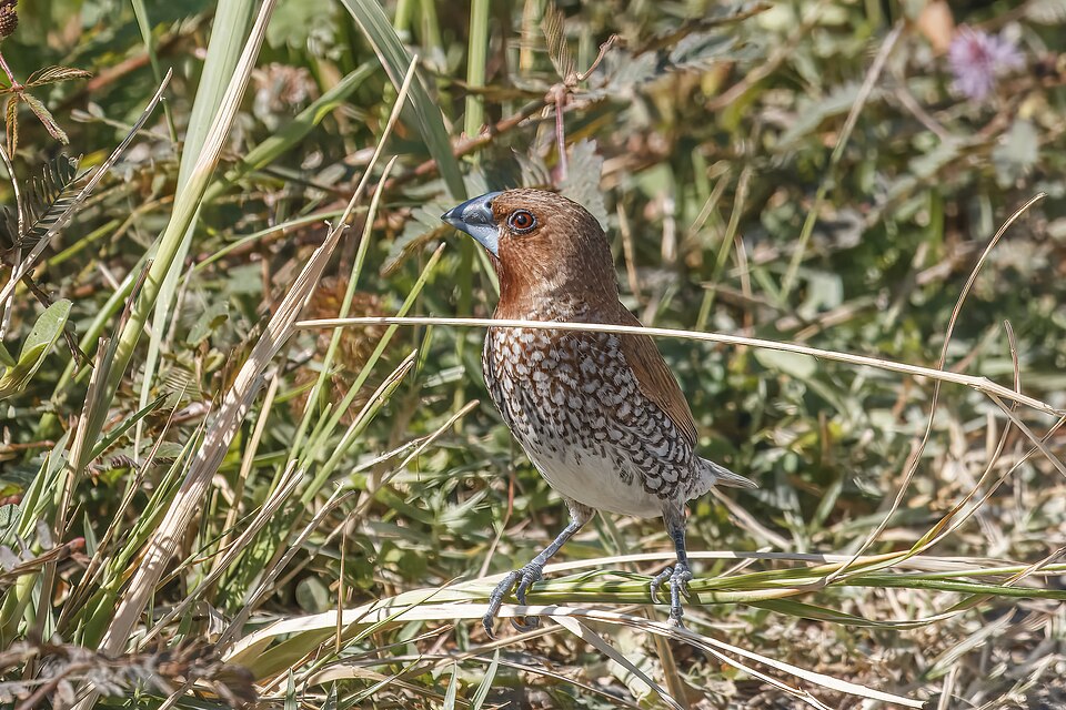 Scaly-breasted Munia