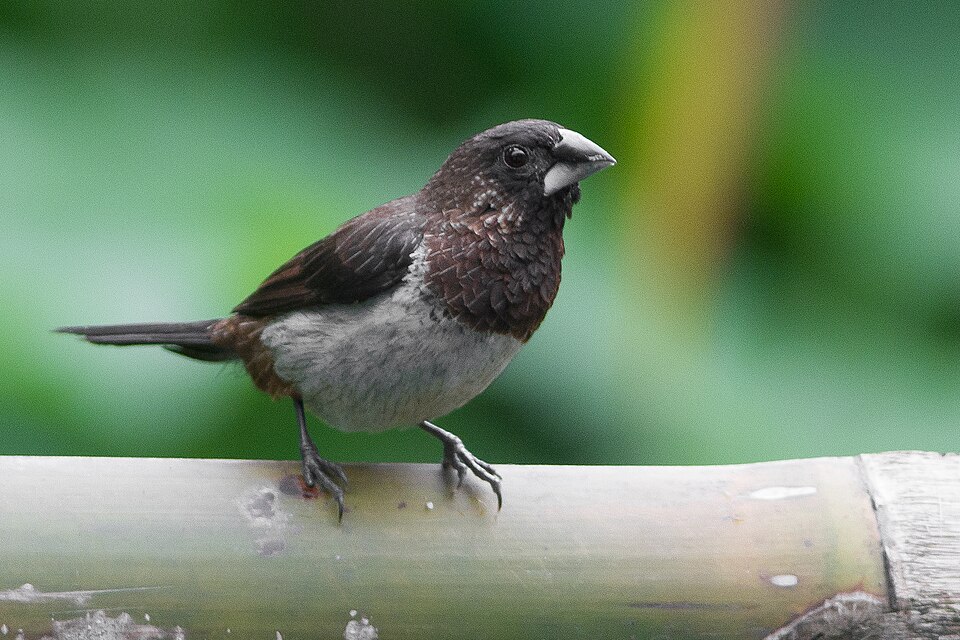 White-rumped Munia