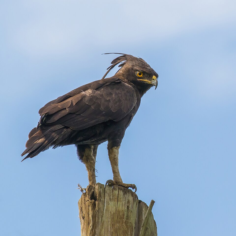 Long-crested Eagle