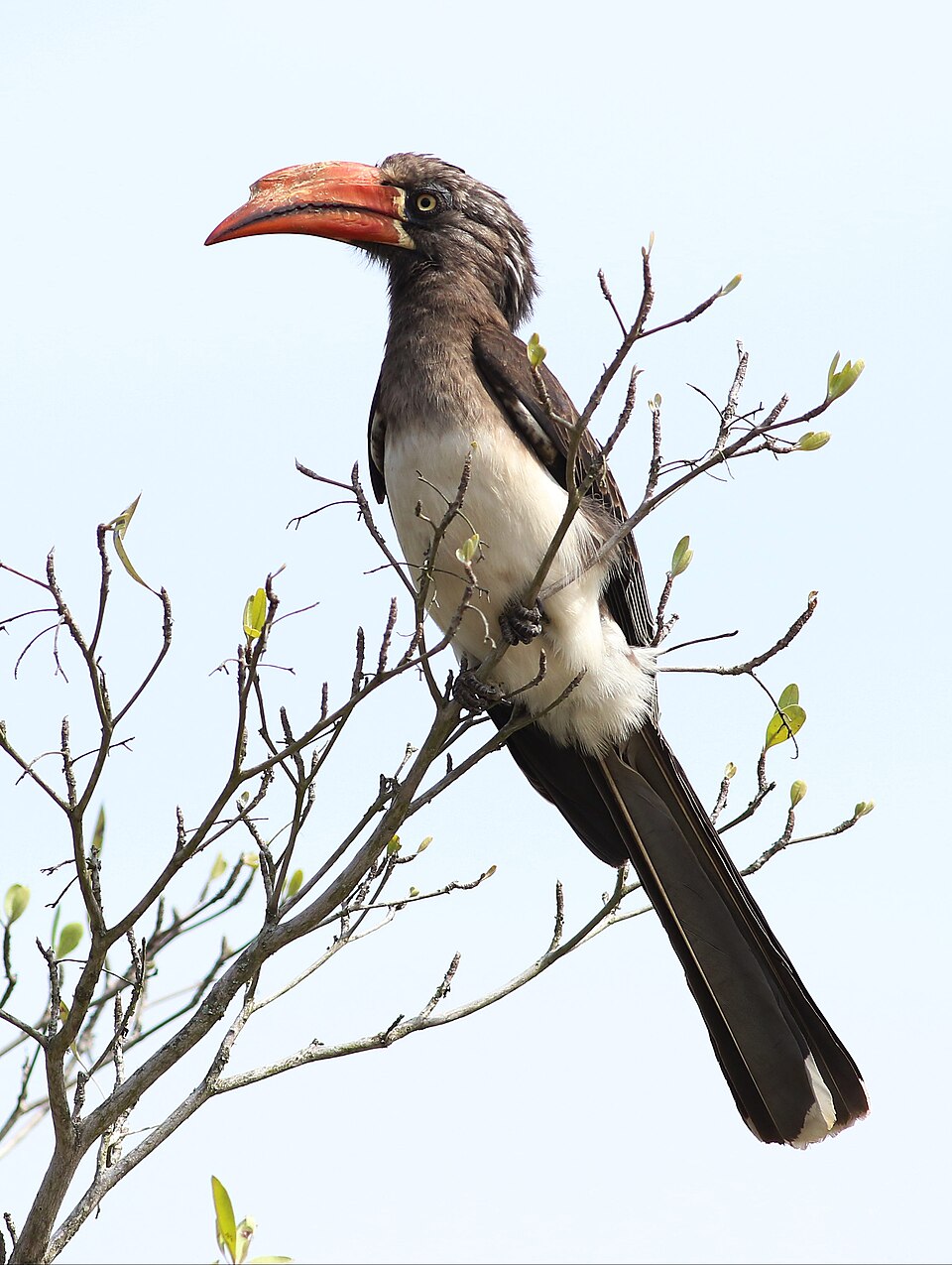 Crowned Hornbill