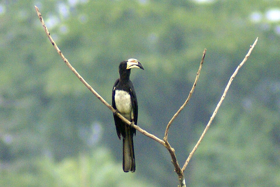 African Pied Hornbill