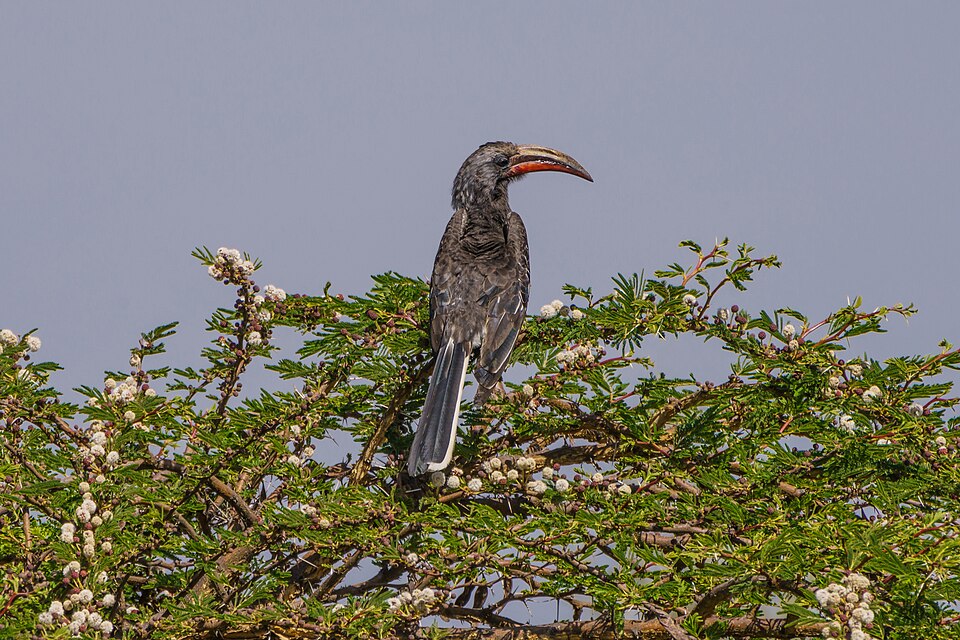 Hemprich's Hornbill