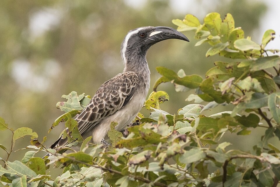 African Gray Hornbill