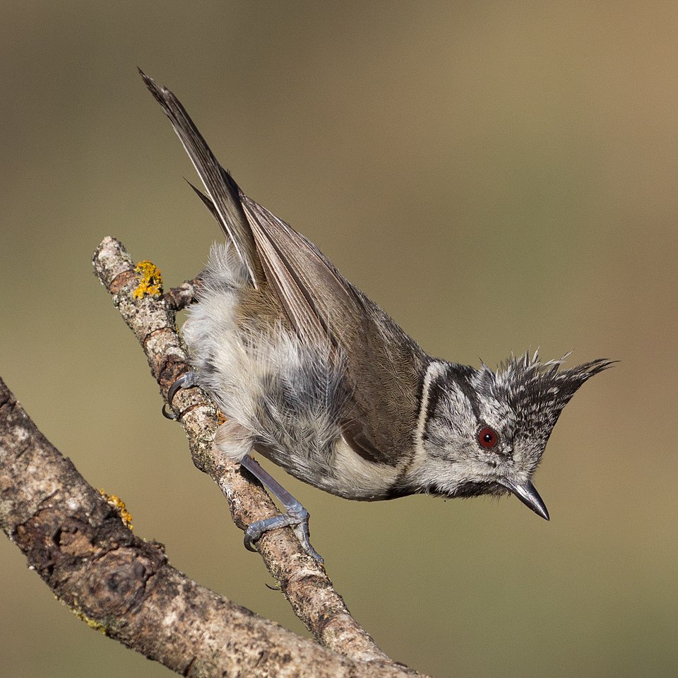 Crested Tit