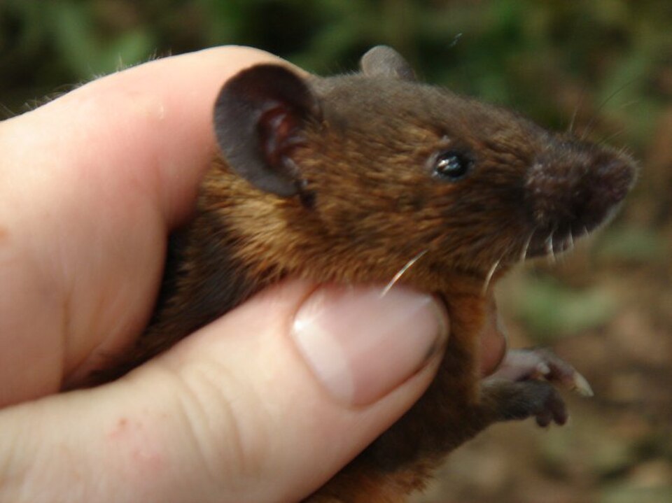 Rusty-bellied Brush-furred Rat
