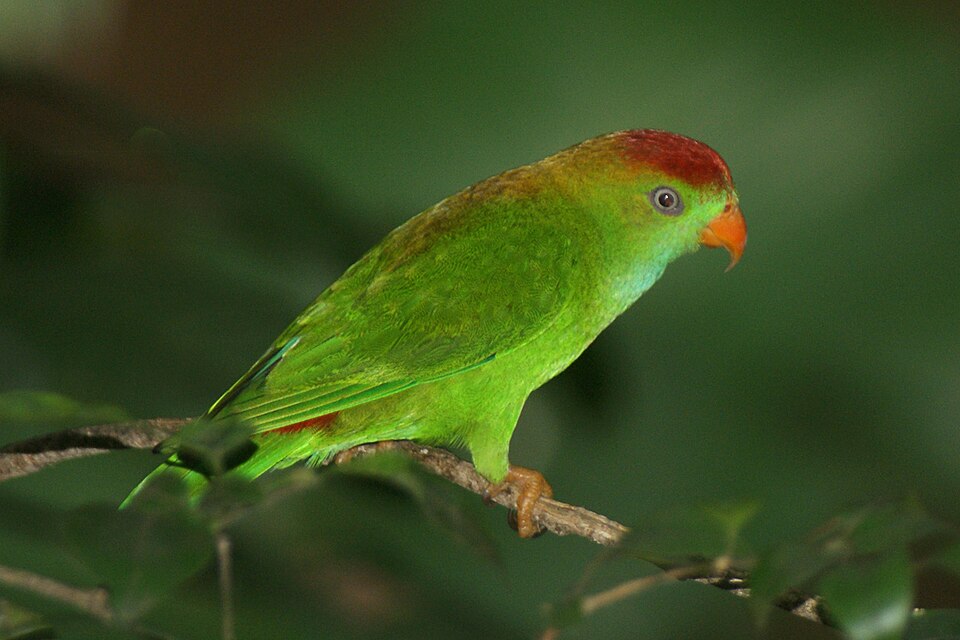 Sri Lanka Hanging-Parrot