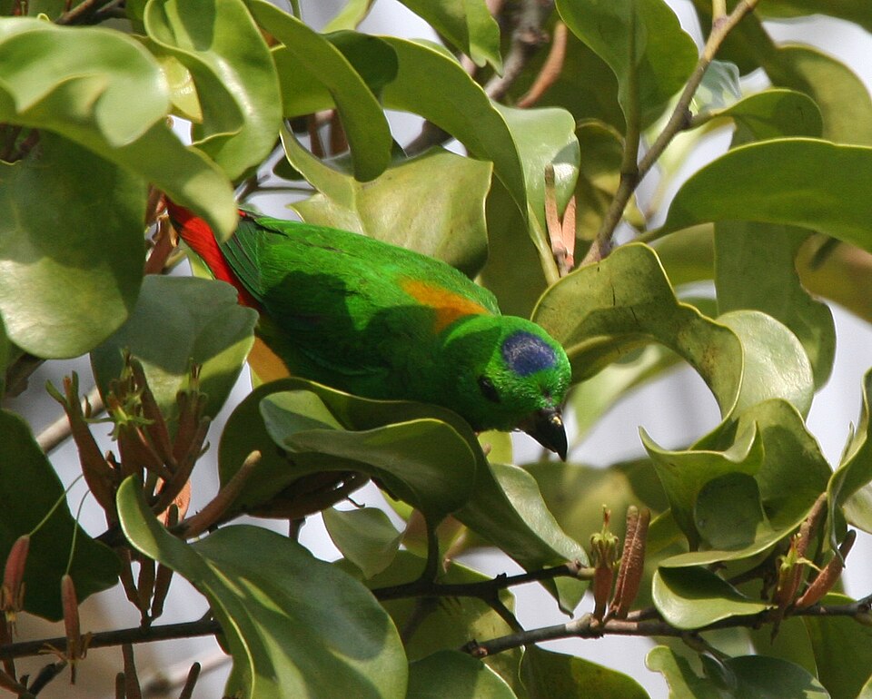 Blue-crowned Hanging-Parrot