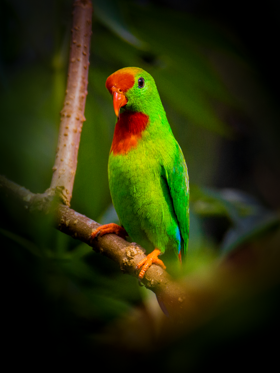 Philippine Hanging-Parrot