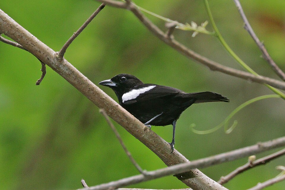 White-shouldered Tanager