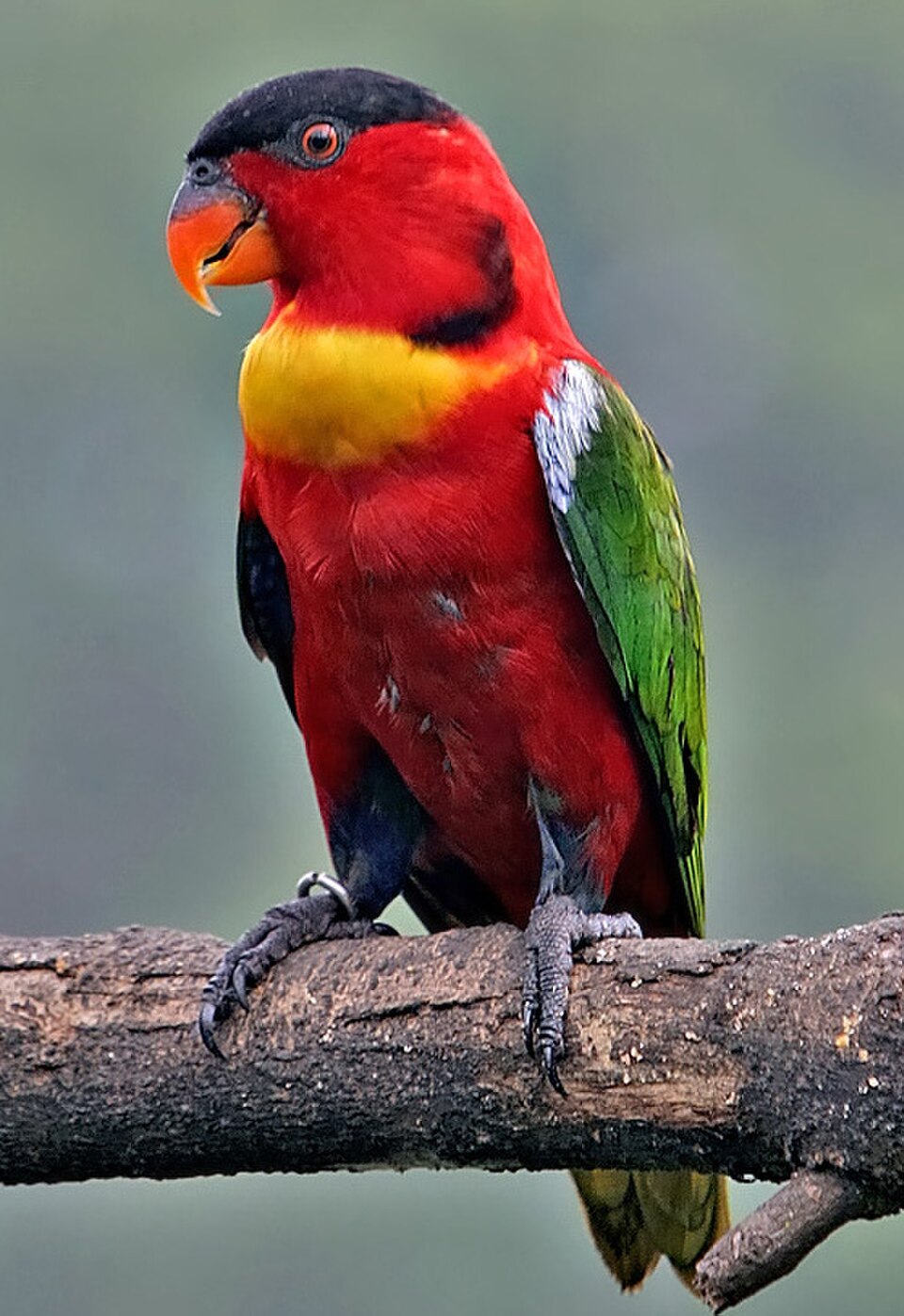 Yellow-bibbed Lory