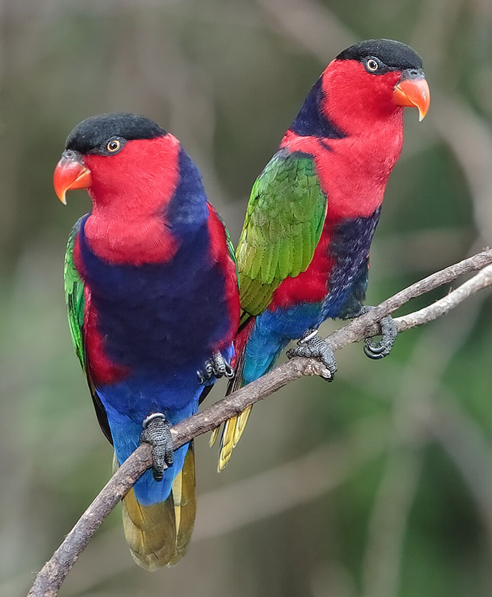 Black-capped Lory