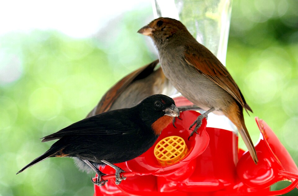 Lesser Antillean Bullfinch