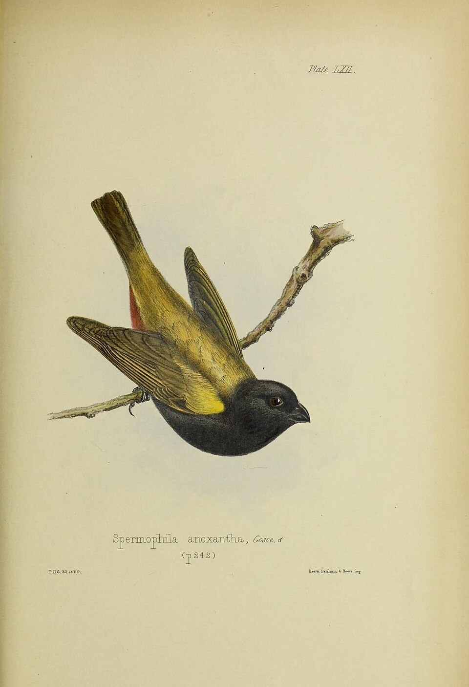 Yellow-shouldered Grassquit