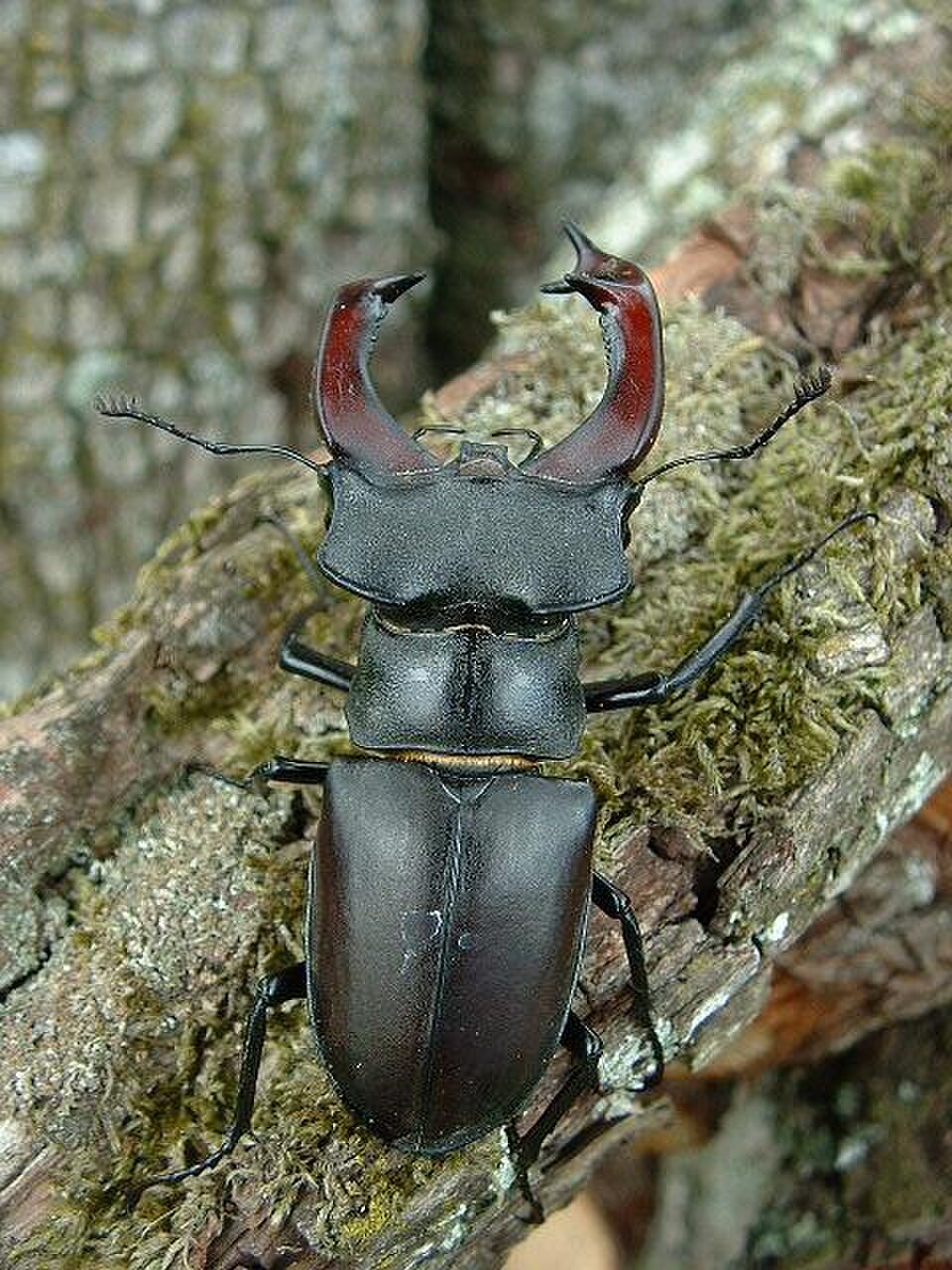 Stag Beetle