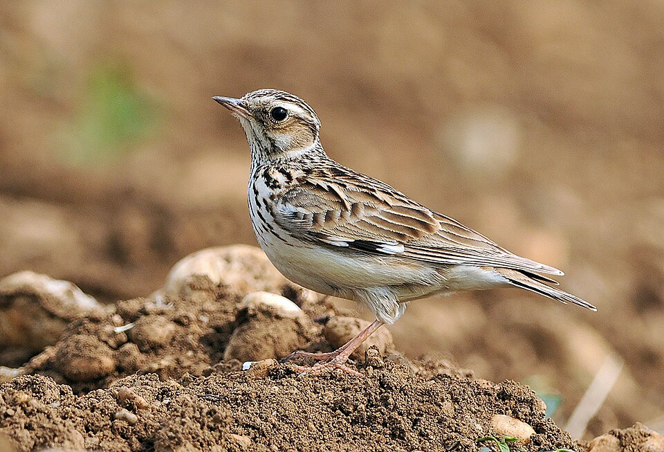 Wood Lark