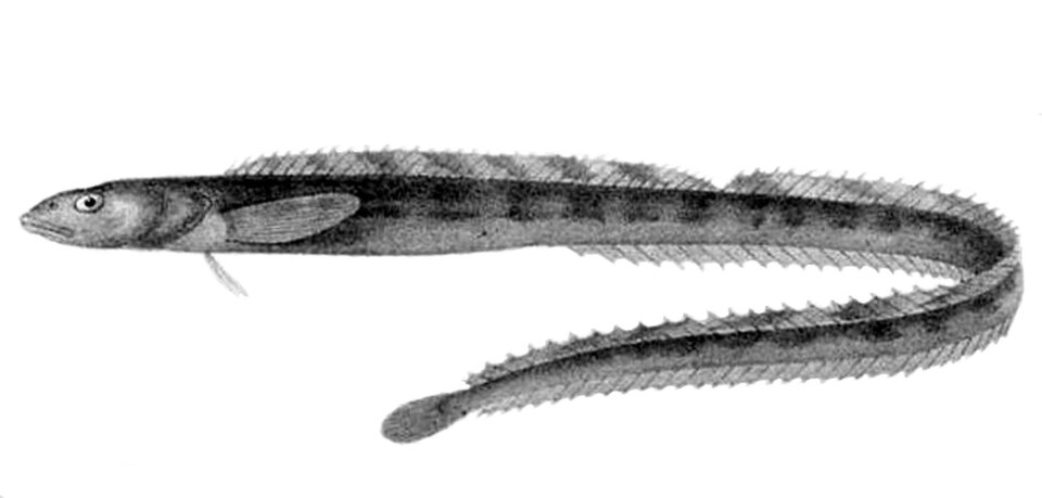 Snake Blenny