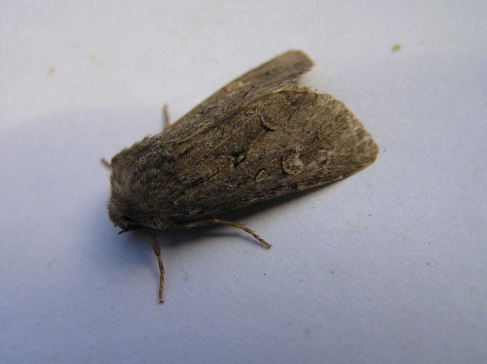 Flounced Rustic