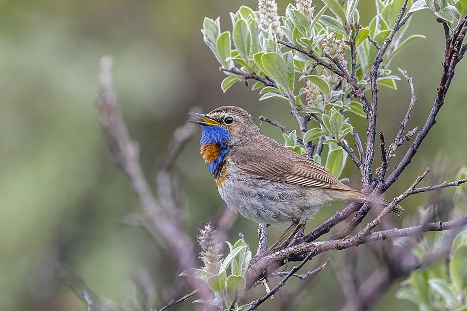 Bluethroat