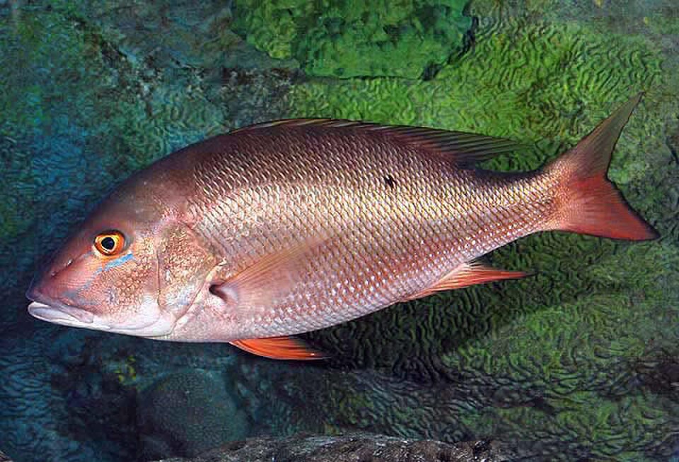 Mutton snapper