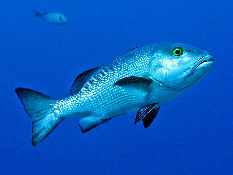 Red Snapper