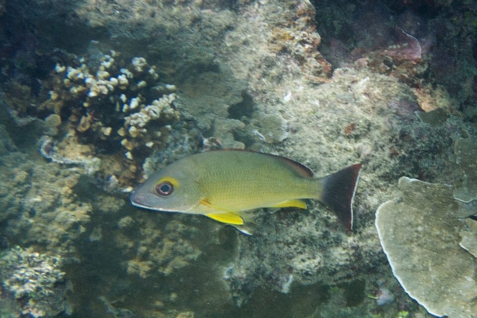 Yellow-margined Snapper, Blacktail snapper