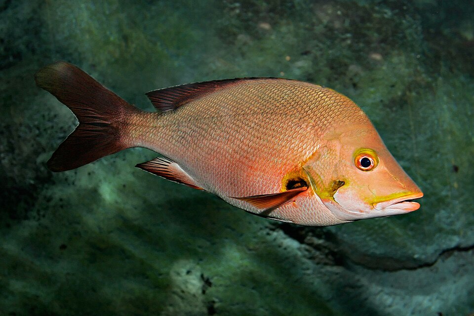 Paddletail Snapper, Humpback red snapper