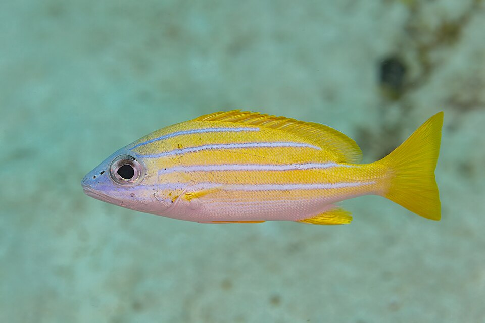Bluelined Snapper