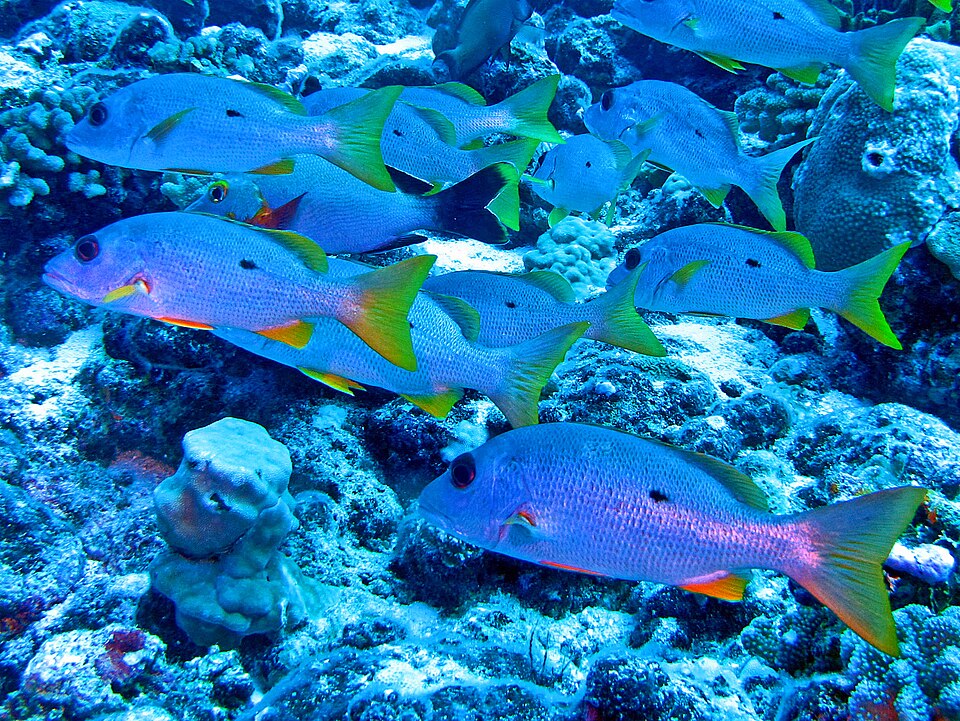 Blackspot Snapper, One-spot snapper, Onespot snapper