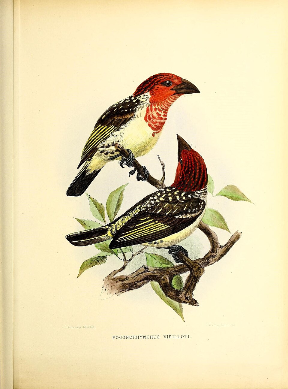 Vieillot's Barbet