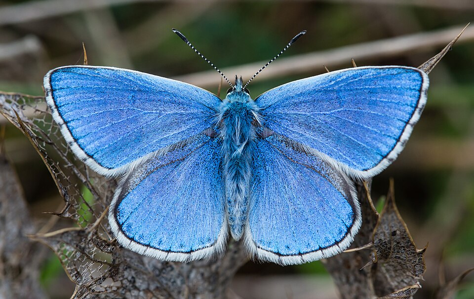 Adonis Blue