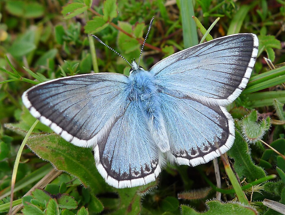Chalk-hill Blue