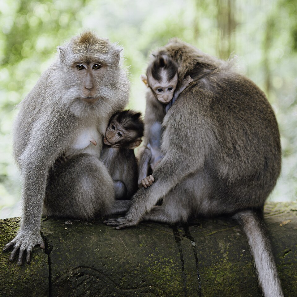 crab eating macaque