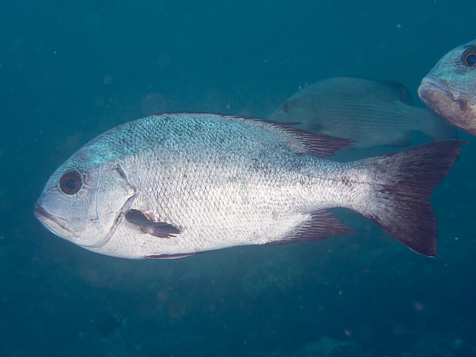 Black and white snapper
